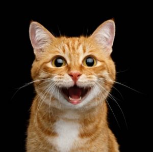 cat-profile